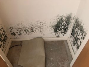 Mould Effected Room